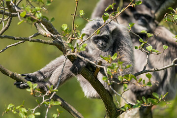 The silvery gibbon (Hylobates moloch), also known as the Javan gibbon, is a primate in the gibbon family Hylobatidae. It is endemic to the Indonesian island of Java, where it inhabits rainforests.