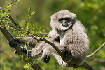 The silvery gibbon (Hylobates moloch), also known as the Javan gibbon, is a primate in the gibbon...
