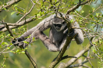 The silvery gibbon (Hylobates moloch), also known as the Javan gibbon, is a primate in the gibbon family Hylobatidae. It is endemic to the Indonesian island of Java, where it inhabits rainforests.