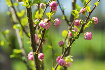Close up of Prunus triloba (flowering plum, flowering almond, shrubby cherry) shrub branches with open bud flowers