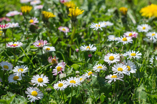 Flowering daisy (common daisy, lawn daisy) flowers on meadow. Wildflowers (Bellis perennis) with water drops blooming on a rural field