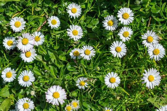 Top view of lawn daisy flowers on spring meadow