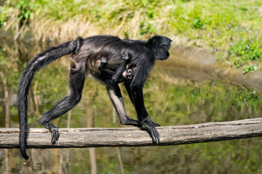 Geoffroy’s spider monkey (Ateles geoffroyi), also known as the black-handed spider monkey is a type of New World monkey, from Central America. Mother with child walking on a tree.