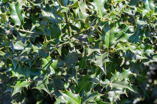 Top view of an evergreen spiky shrub called Ilex aquifolium (common holly, English holly, European holly, Christmas holly) in the spring sunlight