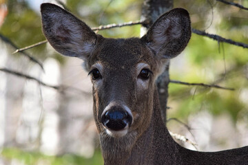 Deer Close up