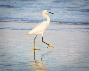 Brazilian birds on the south coast of Brazil.
Aves brasileiras na costa sul do Brasil.