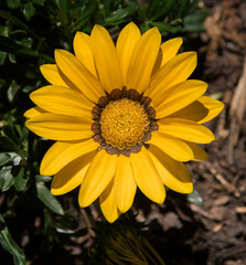 Close-up of a Ganzania flower..