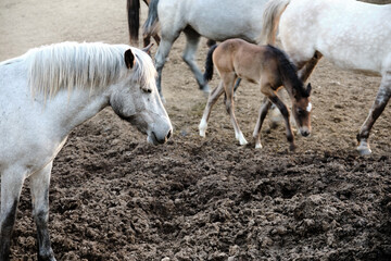 Obraz premium horses of different colors and suits walks in a paddock in sunny summer evening. Farm stable. Copy space and Selective focus.