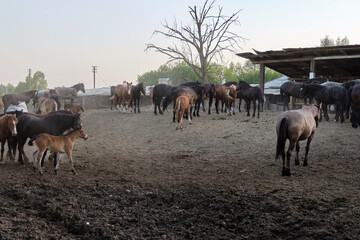 horses of different colors and suits walks in a paddock in sunny summer evening. Farm stable. Copy space and Selective focus.