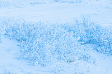 Plants in the tundra in the Arctic are covered with hoar frost. Snow and rime ice on the branches of bushes. Beautiful winter background with twigs covered with hoarfrost. Cold snowy weather. Frosting