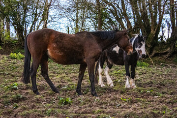 horse in the field