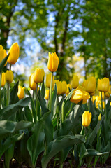 Young tulips bloomed in the park in spring