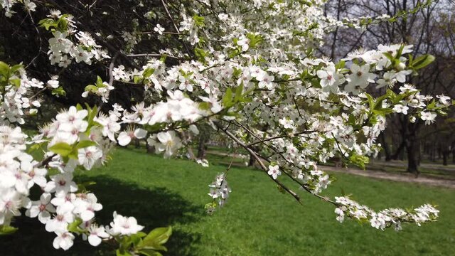 Tree branches covered with white flowers in the park. Sunny spring day.