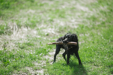 Black dog with a stick in his teeth.