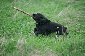 Black dog with a stick in his teeth.