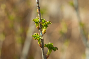 Fresh new green buds on currant branches at springtime garden background