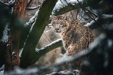 Snow leopard