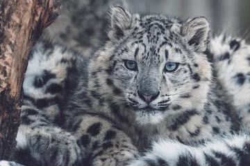 Crédence de cuisine en verre imprimé Léopard Snow leopard