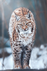 European lynx in winter
