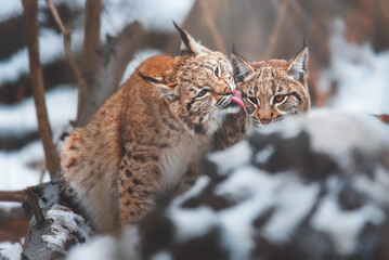European lynx in winter