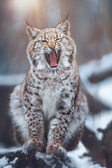 Naklejka na ściany i meble European lynx in winter