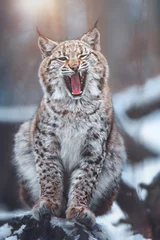 Stickers pour porte Lynx European lynx in winter