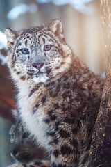 Snow leopard