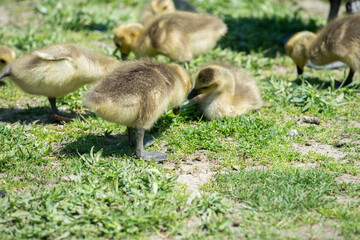 goslings under the afternoon sun resting
