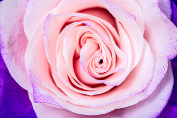 Beautiful blue pink rose bud macro close up texture background