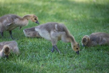 goslings eating grass under the shade of a nearby tree