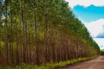 Forest Tree Plantation 