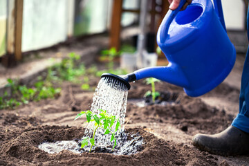 Gardening, Farming and agriculture concept. Watering seedling tomato plant in greenhouse garden. © Nikolay N. Antonov