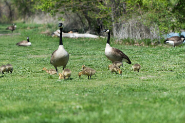 Canadian geese and goslings on the grass