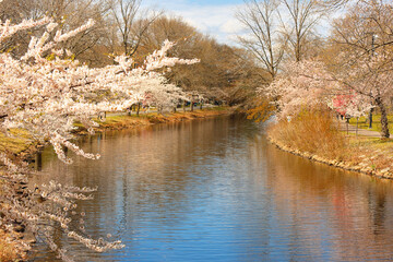 Boston Charles River Esplanade on a sunny spring day with cherry blossom. Selective focus has been applied. © jayyuan