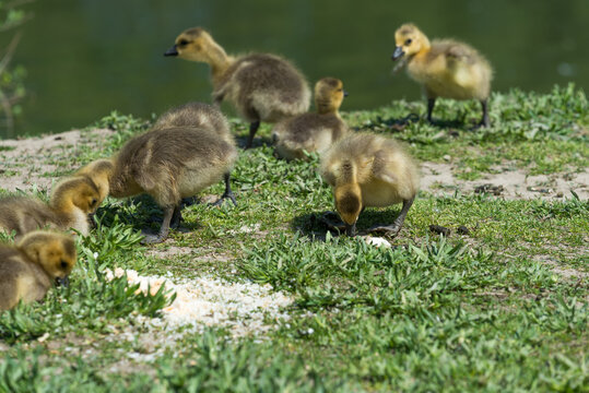 group of Canadian goose goslings near a river bank
