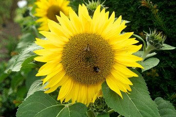 Sunflower and bee, Hampton Couirt Palace, East Molesey, Surrey,United Kingdom