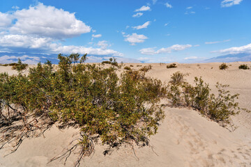 A family with a teenage girl is hiking in Mesquite Flat Sand Dunes, Death Valley National Park,...