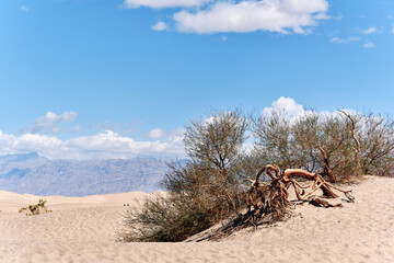 A family with a teenage girl is hiking in Mesquite Flat Sand Dunes, Death Valley National Park, California, USA during their road trip from Las Vegas to San Francisco in March 2021 amidst COVID-19
