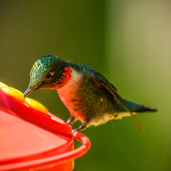 Ruby throated hummingbird at feeder