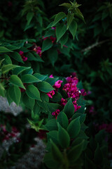 Fototapeta na wymiar red and green leaves