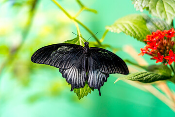 Obraz premium Pipevine swallowtail ( blue swallowtail, Battus philenor ) butterfly on green leaves of flower from above