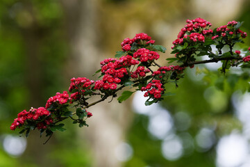 Crataegus laevigata, flowers of a pink hawthorn against blurred green background