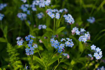 Blue forget me not  wild flowers with close up in forest. Nature seasonal background. Spring fresh colors.