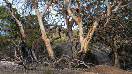 A close up of trees damaged by the Fires on Kangaroo island South Australia on may 7th 2021