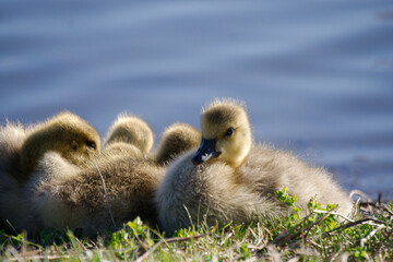 Sleepy ducklings and goslings near lake