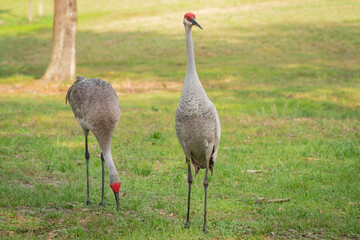 Sandhill Cranes foraging in the grass at Orlando wetlands in Christmas Florida near Cape Canaveral.