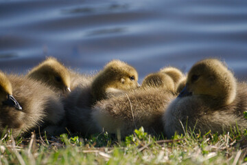 Sleepy ducklings and goslings near lake