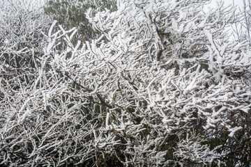 Frosts on branches