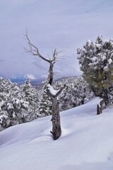 Little Black Mountain Peak hiking trail snow views winter via Bonneville Shoreline Trail, Wasatch Front Rocky Mountains, by Salt Lake City, Utah. United States.
