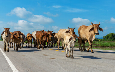 Cows, Herd of cows walking on the street  with  blue  sky  background. - Powered by Adobe